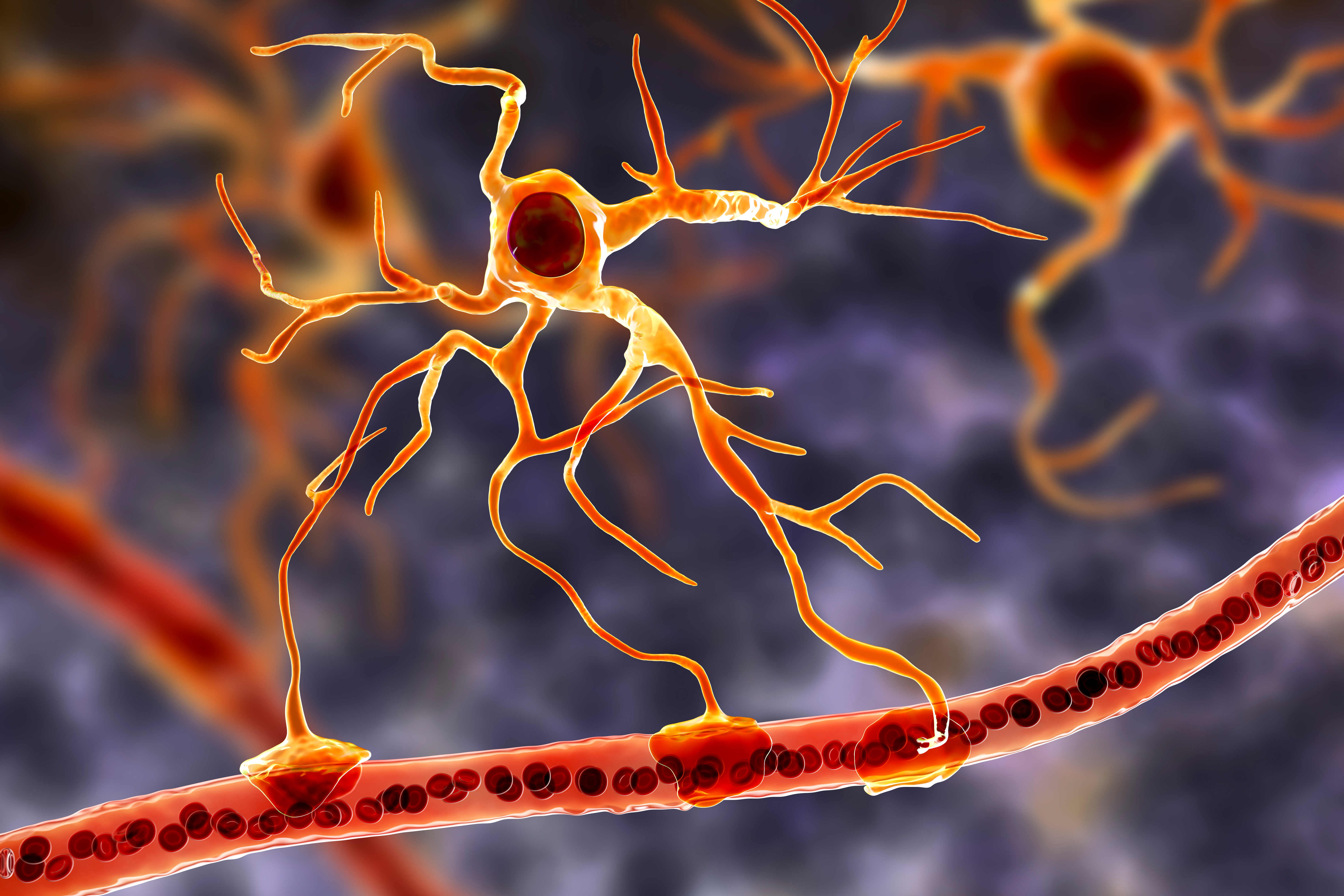 Astrocyte with processes contacting a blood vessel